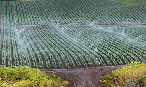 Cam and Groove Agriculture