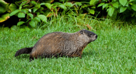 groundhog in the yard