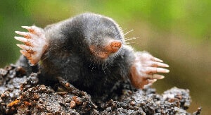 mole in the yard