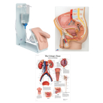 3B Scientific, 3011965, Male Catheterization Basic Kit