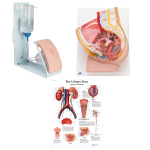 3B Scientific, 3011966, Female Catheterization Basic Kit