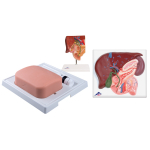 3B Scientific, 8000884, Gallbladder Kit