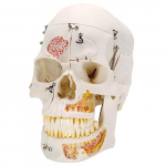 Deluxe Human Demonstration Dental Skull Model
