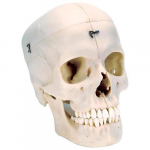 Human Bony Skull Model_noscript