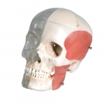Human Skull Model, Half Transparent_noscript