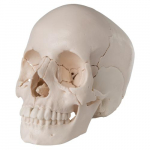 Adult Human Skull Model, Bone Colored Version_noscript