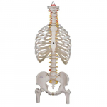 Classic Flexible Spine Model with Ribs, Femur