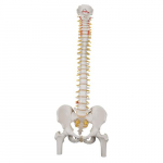 Classic Flexible Spine Model with Femur Head