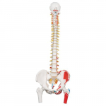 Classic Flexible Spine Model with Femur Head