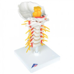 Cervical Spinal Column Model_noscript