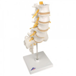 Lumbar Spinal Column Model_noscript