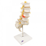 Lumbar Spinal Column Model, Intervertebral Disc_noscript