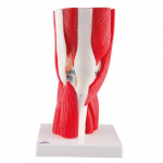 Knee Joint with Removable Muscle Model_noscript