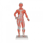 1/3 Life-Size Muscle Figure Model