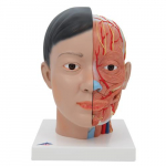 Asian Deluxe Head Model with Neck_noscript