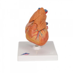 Classic Heart Model with Thymus