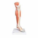 Lower Muscle Leg Model with Detachable Knee_noscript