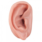 Acupuncture Ear Model, Right_noscript