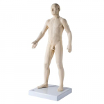 Acupuncture Model, Male