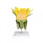 Dandelion Flower Model_noscript