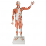 Life Size Male Muscular Figure Model