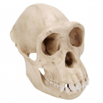 Chimpanzee Skull Female Replica Model_noscript