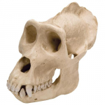 Gorilla Skull, Male, Replica Model_noscript