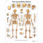 Chart "Das Menschliche Skelett"_noscript