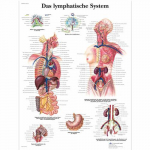 Chart "Das Lymphatische System"_noscript