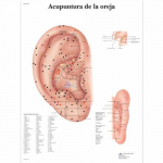 Chart "Acupuntura De La Oreja"_noscript