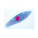 Protozoa Slide