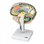 Brain Section Model with Medial, Sagittal Cut