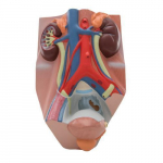 Urinary System, Male Model