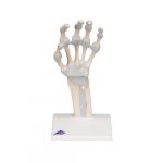 Hand Skeleton with Elastic Ligaments Model_noscript