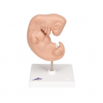 Human Embryo Model_noscript