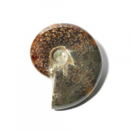 Ammonite, Semi-Polished