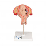 L10/5 Fetus Model, 5th Month in Breech Position_noscript