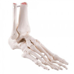 Loose Foot and Ankle Skeleton Model_noscript