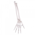 Loose Hand Skeleton with Ulna and Radius Model_noscript