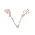 Arm Skeleton with Scapula and Clavicle Model_noscript