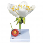Cherry Blossom with Fruit Model