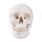 Classic Human Skull Model_noscript