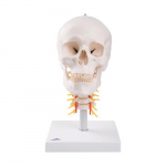 Human Skull Model on Cervical Spine_noscript