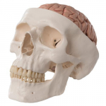 Classic Human Skull Model with Brain_noscript