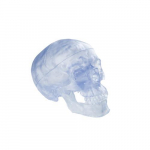 Transparent Classic Human Skull Model
