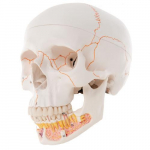 Classic Human Skull Model, Opened Lower Jaw_noscript