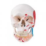 Classic Human Skull Model with Opened Lower Jaw_noscript