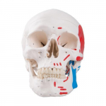 Classic Human Skull Model, Painted_noscript
