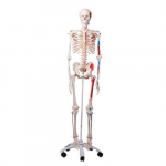Skeleton Model with Painted Muscle Origins