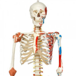 Skeleton Model with Muscle and Ligaments, Sam